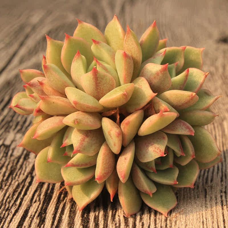 多肉植物吧价格 多肉植物吧图片 星期三