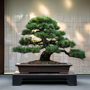 精品老桩罗汉松松树客厅红芽室内盆景盆栽老桩罗汉松盆景绿植茶室