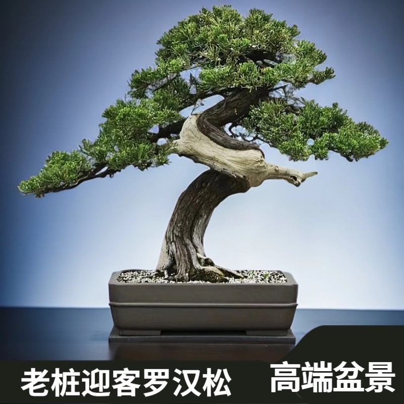 罗汉松迎客松盆景室内外四季常青耐寒美观净化空气植物室内绿植
