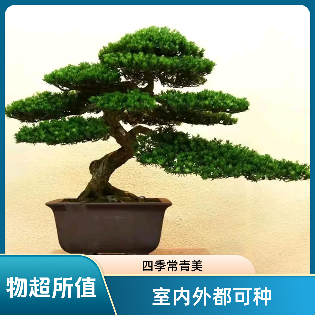 迎客松耐阴观叶绿植盆景盆栽室内罗汉松客厅四季常青庭院栽种植物