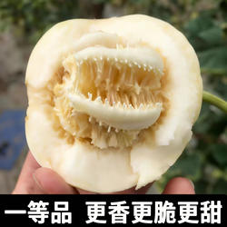 一等品山东小蜜蜂甜瓜新品应季新鲜水果当季蜜罐香瓜喻屯产地直发