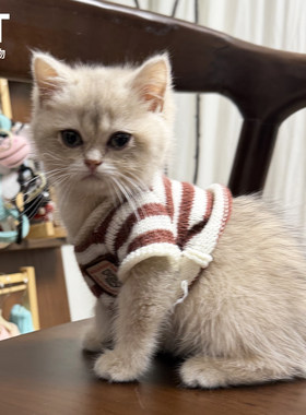 超小码1斤2斤小奶猫衣服小号可爱条纹幼猫毛衣茶杯犬小体宠物衣服