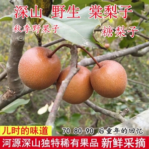 儿时的味道野生棠梨子河源糖梨子
