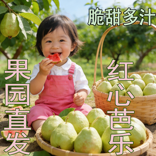 精选老树红心芭 果肉厚实饱满清甜脆爽现摘现发清甜脆口