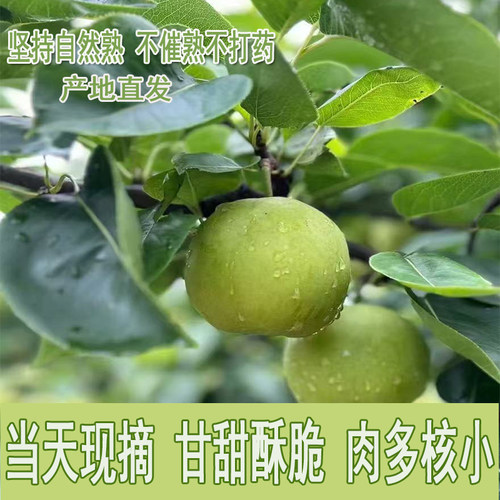 正宗砀山青梨新鲜水果薄皮应季鲜果带箱2斤/3斤/5斤