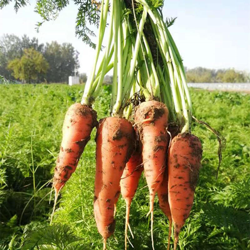 新鲜现挖老品种胡萝卜5斤 自家非转基因带泥胡萝卜 新鲜红萝卜
