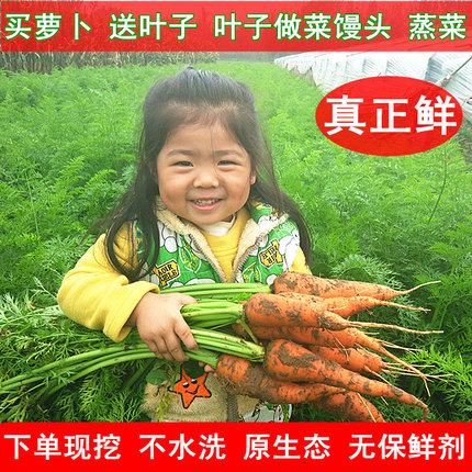 胡萝卜新鲜5斤 农家老品种胡萝卜带泥现挖现发  宝宝辅食非转基因