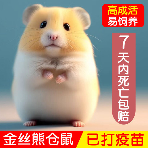 家养金丝熊小仓鼠活物鼠类小宠物