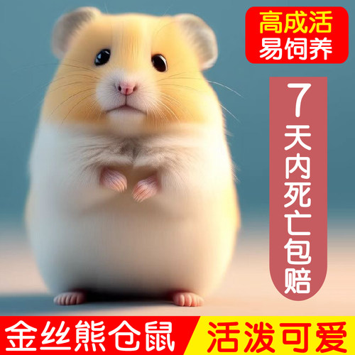 家养金丝熊小仓鼠活物鼠类小宠物