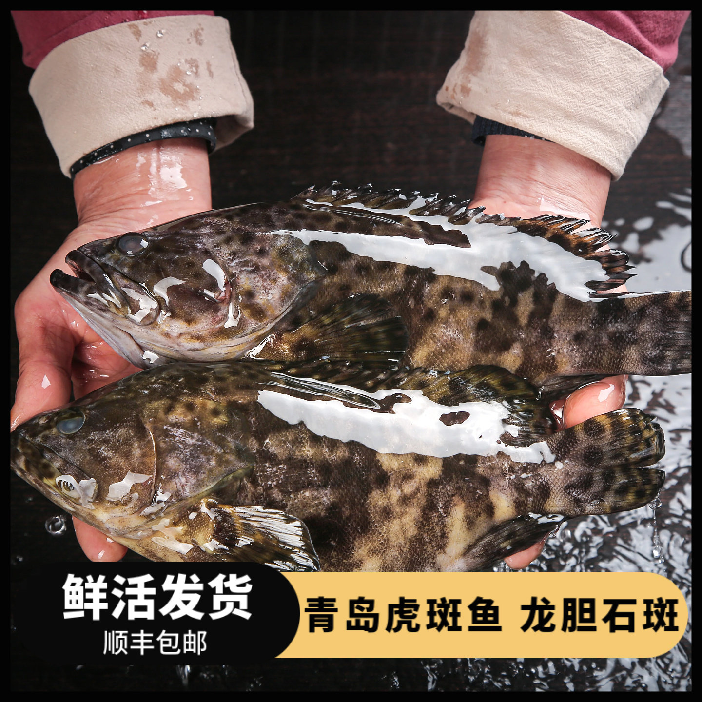 鲜活虎斑鲜活石斑鱼龙胆石斑图片
