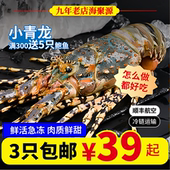 小青龙龙虾超大青龙仔规格齐全鲜活冷冻海捕青龙虾花龙澳龙大龙虾