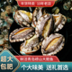 海捕大鲍鱼生鲜鲍鱼海鲜水产鲜活鲍鱼崂山超大鲜鲍鱼2 10头大鲍鱼