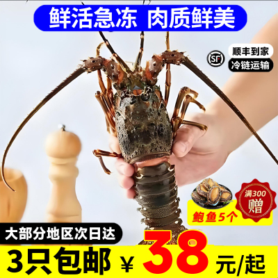 满300送鲍鱼!海捕小青龙花龙鲜冻