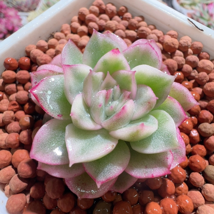 血斑麦秆锦，覆轮锦,鲜花速递/花卉仿真/绿植园艺,多肉植物,淘宝优惠券,粉丝福利购,淘宝优惠卷