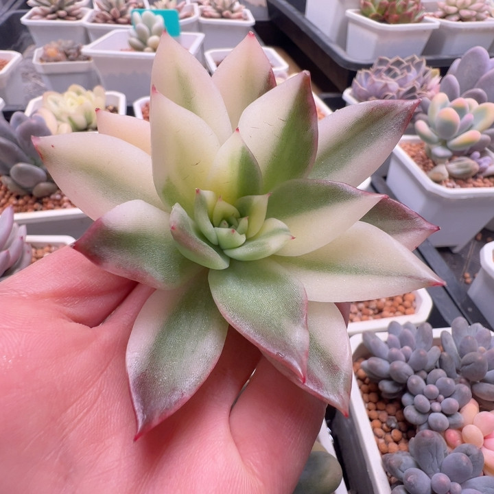 青椒东云锦，花脸拉丝锦砍头无根,鲜花速递/花卉仿真/绿植园艺,多肉植物,淘宝优惠券,粉丝福利购,淘宝优惠卷