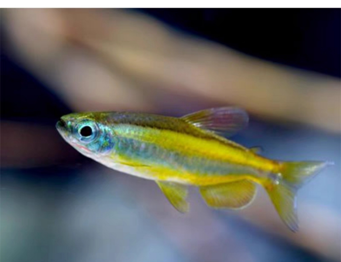 【玺轩水族】黄金二线刚果灯鱼集邮灯鱼热带观赏鱼草缸南美缸活