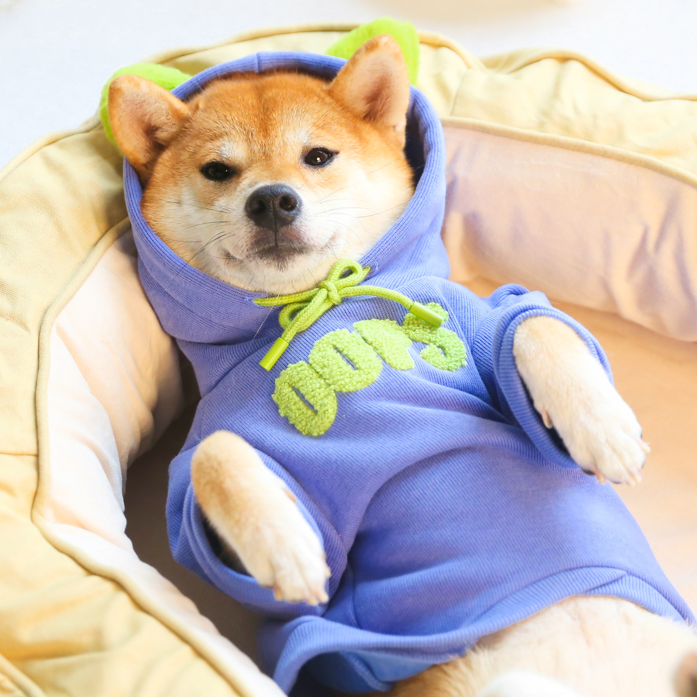 柴犬狗狗秋冬厚保暖衣服加绒潮牌卫衣可爱兔耳朵毛衣圣诞ins风