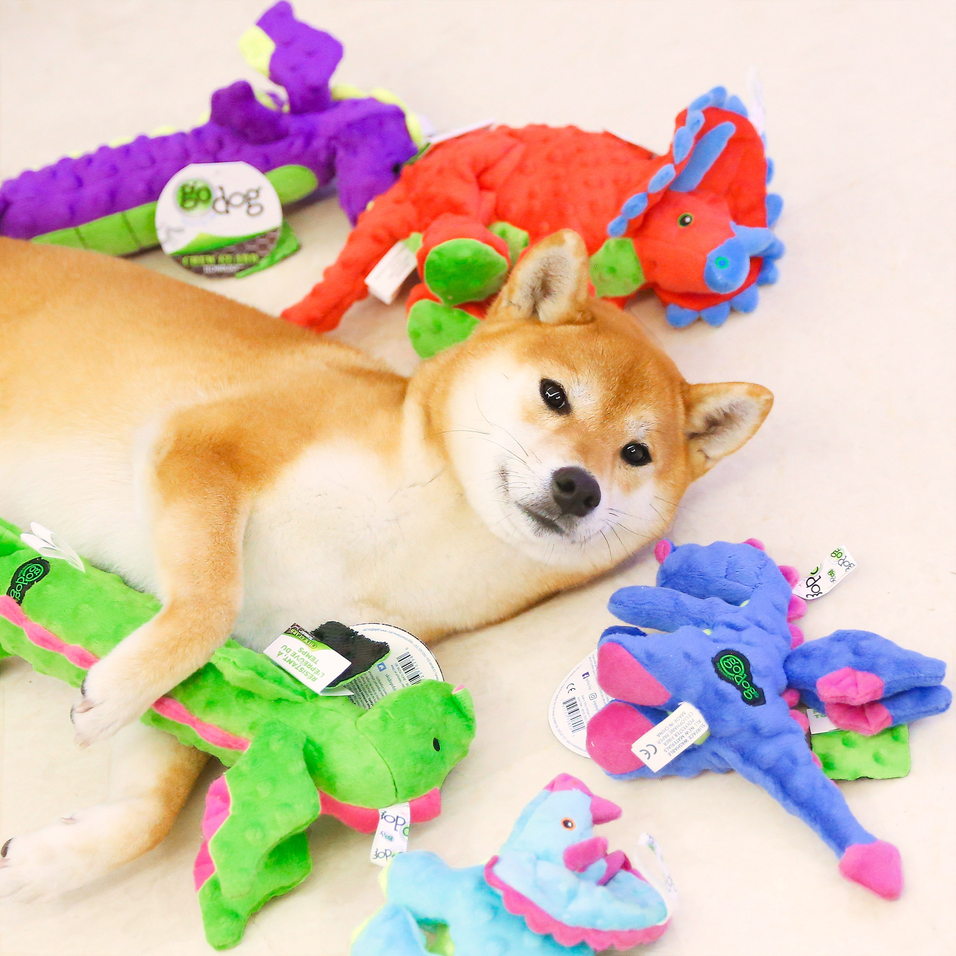 召唤小飞龙 | 美国godog宠物狗发声玩具可爱响纸bb叫耐咬毛绒恐龙,宠物/宠物食品及用品,发声玩具,淘宝优惠券,粉丝福利购,淘宝优惠卷