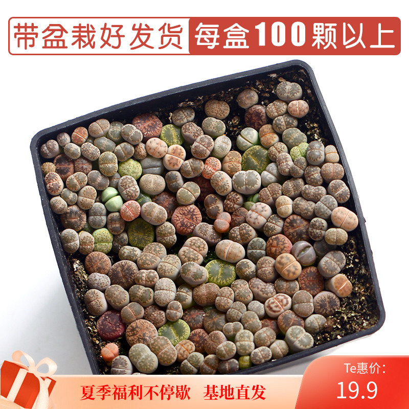 多肉植物屁屁生石花多少钱 多肉植物屁屁生石花优惠券免费领取 有条鱼 多肉植物屁屁生石花多少钱 多肉植物屁屁生石花优惠券免费领取 有条鱼