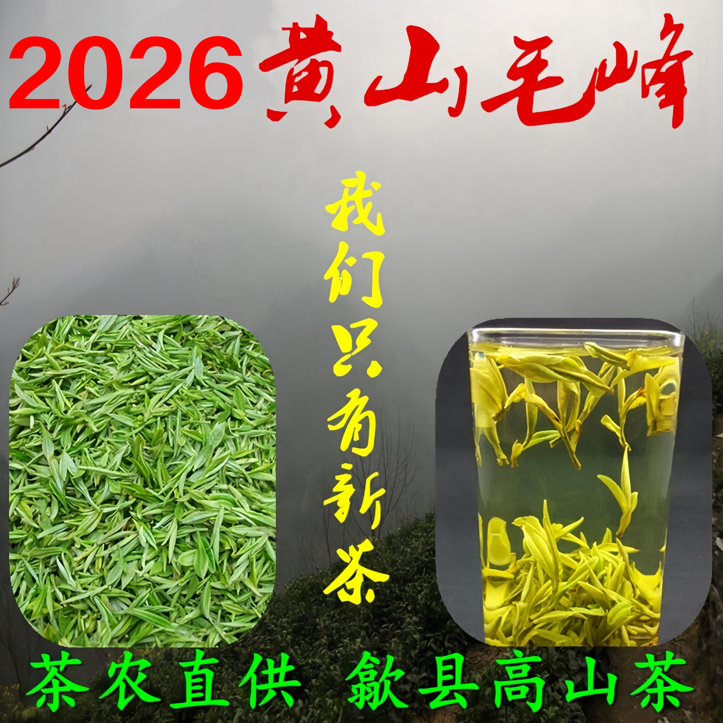 茶叶明前黄山毛峰群体种高山绿茶