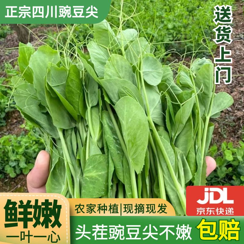 【京东冷链】四川农家新鲜豌豆尖