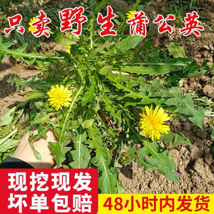 新鲜野生蒲公英带根现挖菜婆婆丁蔬菜蘸酱菜野菜黄花地丁华花郎