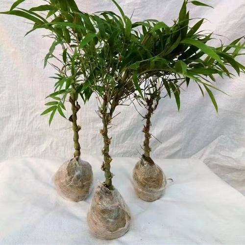 正宗佛肚竹盆栽招财大肚竹小苗清仓罗汉竹大肚葫芦竹盆景四季常青