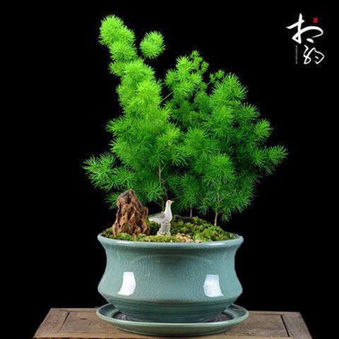 蓬莱松盆栽家庭四季常青室内客厅好养懒人花卉办公净化空气易活