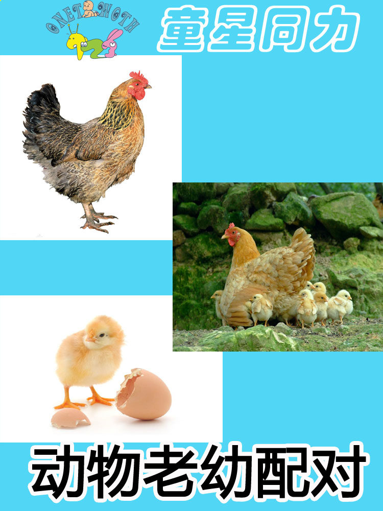 Autism autism ABA teaching practice card Animal old and young card Children's rehabilitation training teaching aids