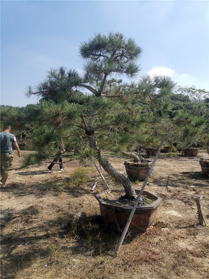 景观庭院别墅绿植黑松盆景 绿化工程树苗 高档室内室外盆景 /可批