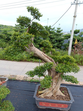 小叶菩提树盆景 花卉绿植盆景 庭院 办公室室内绿植盆景 /批