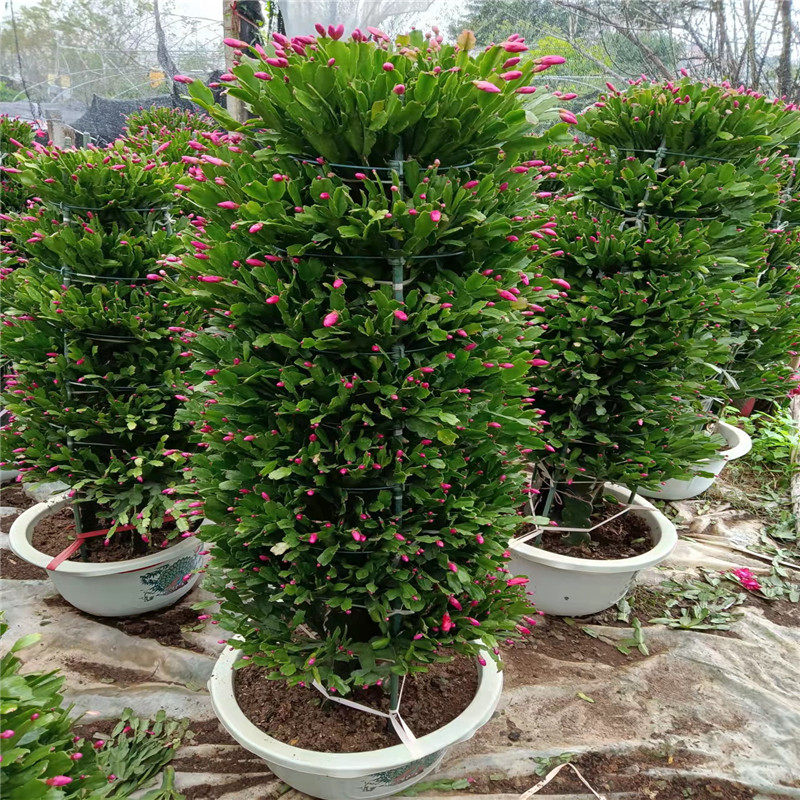 多年生锦上添花嫁接蟹爪兰龙骨