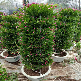 多年生长龙骨嫁接锦上添花仙人柱嫁接蟹爪兰盆栽 1-9层正季花期批