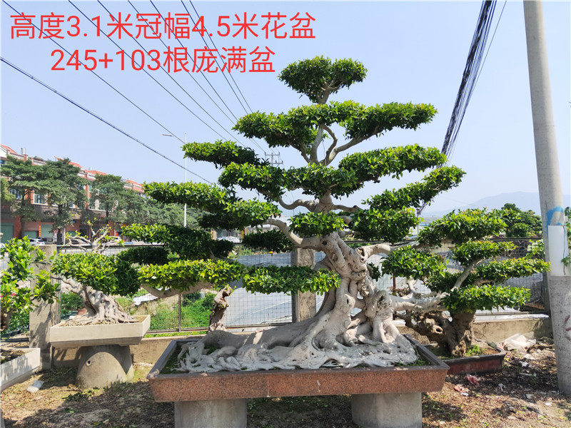 精品景观百年别墅花园系列榕树