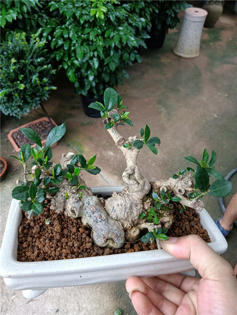 小叶栀子花微型盆景老桩矮霸水横枝小品树桩迷你掌上桌面盆栽花卉