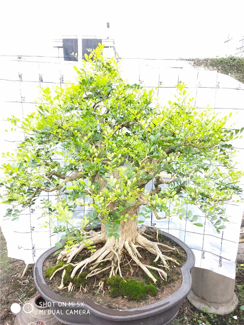 九里香老桩十里香树桩香盆景黄荆老桩紫微紫檀胡秃子金弹子/批