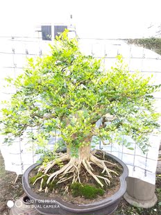 九里香老桩十里香树桩香盆景黄荆老桩紫微紫檀胡秃子金弹子/批
