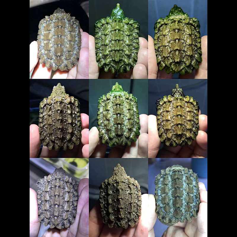 百鳄记进口大鳄龟钓鱼龟宠物观赏龟