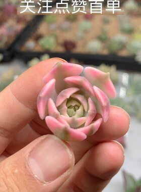 棕玫瑰锦多肉