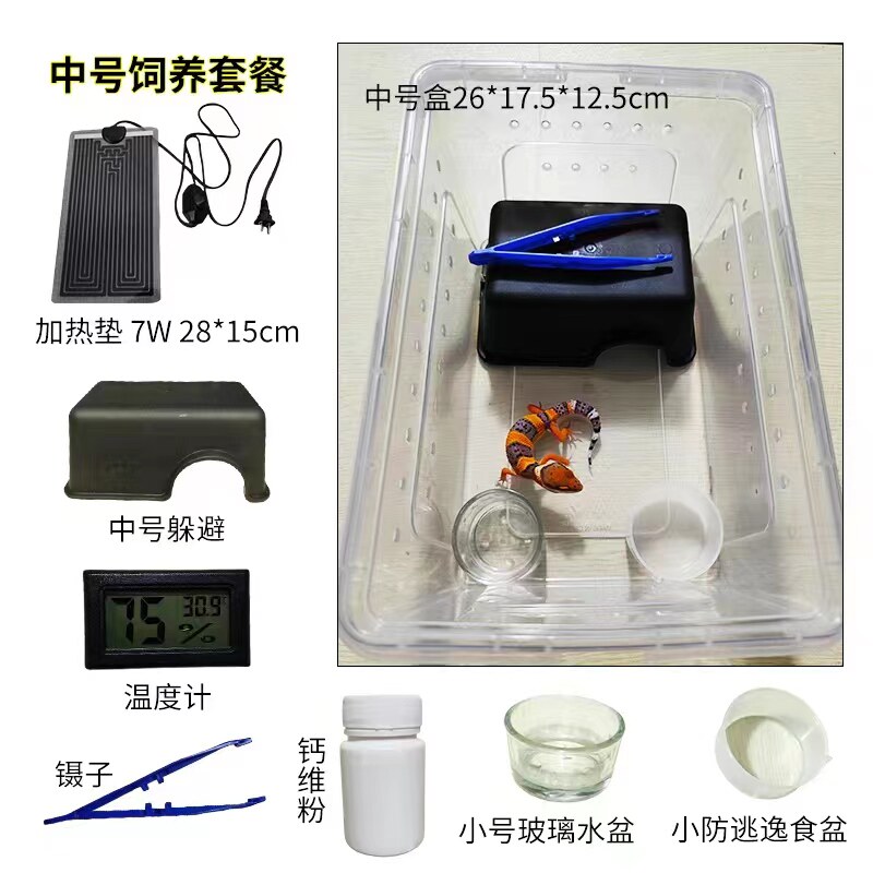 爬宠用品活体守宫新手饲养套餐