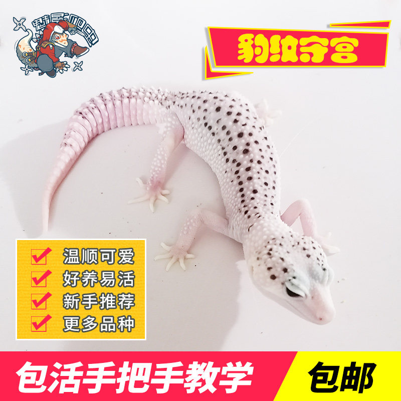 守宫活体蜥蜴好养可爱
