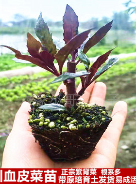 四川新鲜血皮菜苗紫背天葵带培育土发货阳台盆栽楼顶种植多次采摘
