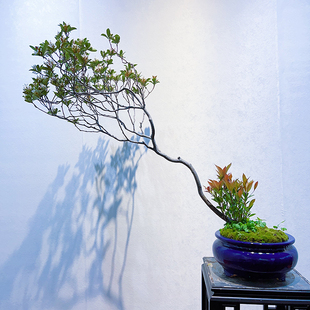 室内好养海岛春花盆景石斑木雷公树成品熟桩山采桩意境桩观花绿植