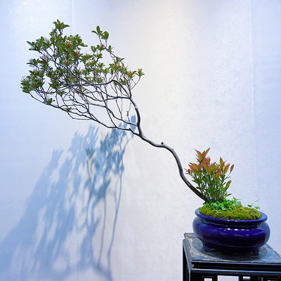 春花盆景石斑雷公车轮成品阳台