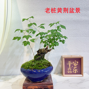 黄荆老桩小型盆景大山舍利镂空碳化熟桩带盆栽好绿植成品室内植物