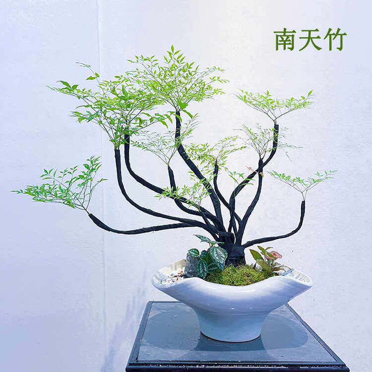南天竹好养植物盆栽老桩火焰树苗阳台庭院室内盆景落地空间造景
