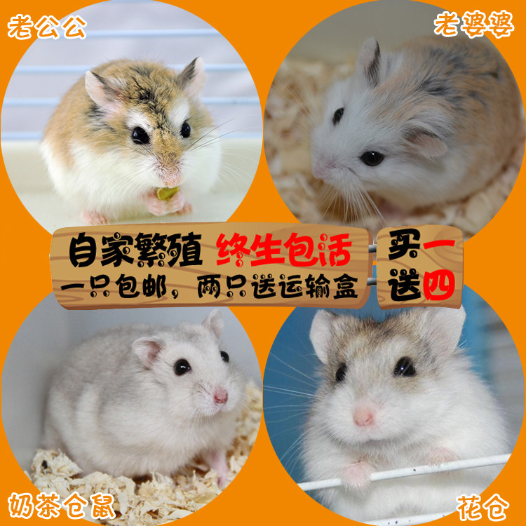 小仓鼠仓鼠奶茶花仓花斑老公公老婆婆活体物温顺侏儒宝宝打疫苗