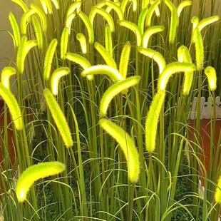 太阳能芦苇灯户外仿真狗尾巴草灯庭院草坪公园景观装饰防水插地灯