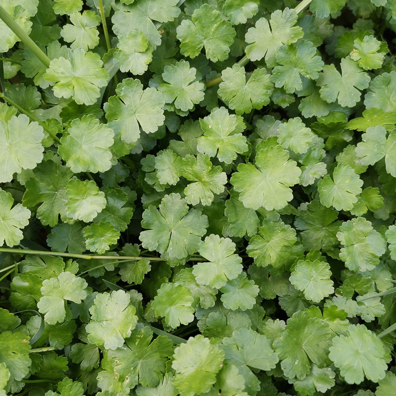 天胡荽鲜活植株喜阴民间草药