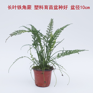 长叶铁角蕨 岩生蕨可以匍匐地面牵藤易种雨林缸盆栽微景素材绿植